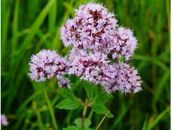 Гидролат Душица (Origanum vulgare) 100 мл