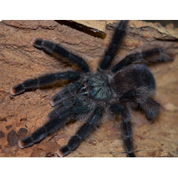 Avicularia azuraklaasi