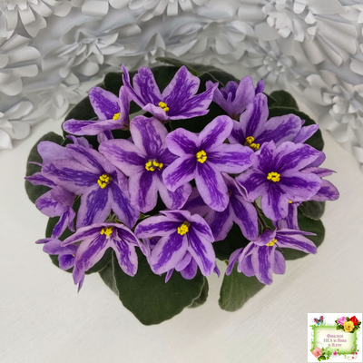 DS-Лавандовая Сказка (Dimetris) химера (укоренённый пасынок)