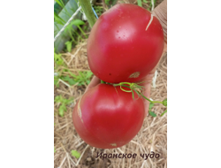Томат Иранское чудо