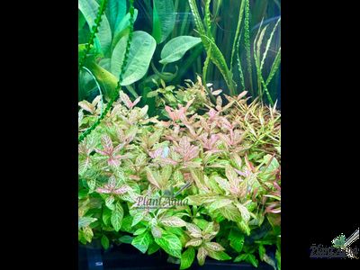 Hygrophila rosanervis