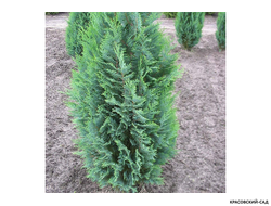 Кипарисовик Элвуди - Chamaecyparis Ellwoodii