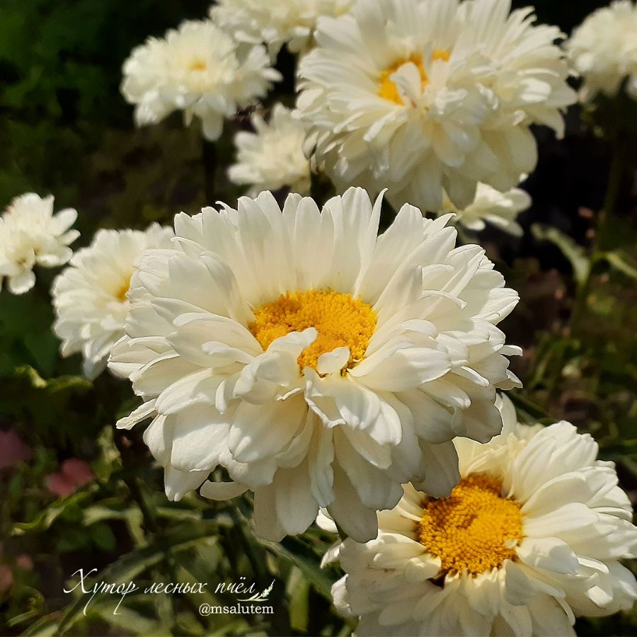 Leucanthemum Victorian Secret  Нивяник Викториан Секрет