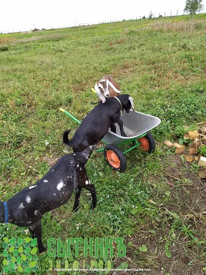 Нубийские козы купить на ферме