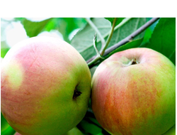 Плакучая (плакучая форма) (яблоня)