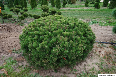 Ниваки - Бонсай садовый Сосна горная