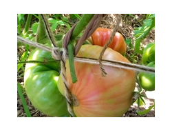 Томат Итальянское дерево (Italian Tree) Италия