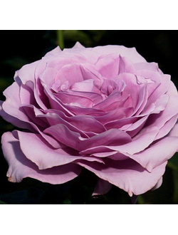 Лугдунум (Lugdunum)