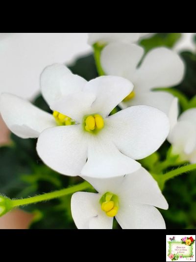 Lullaby (Arndt) (гёрл-лист)