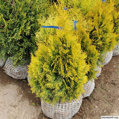 Голден Смарагд отгрузка - Красовский-Сад.рф