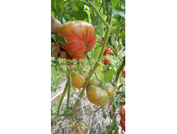 Томат Черный ананас, (Ananas Noire) США