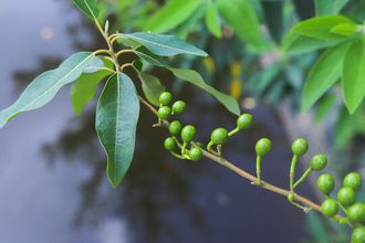 Литсея кубеба (Litsea cubeba) плоды (30 мл) - 100% натуральное эфирное масло