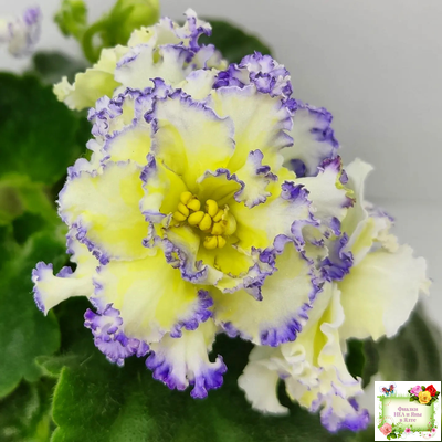 ЛЕ-Золото Нибелунгов (Е. Лебецкая) 2017 г.