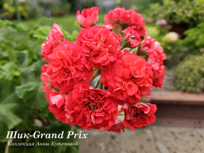 Пеларгония Шик Grand Prix
