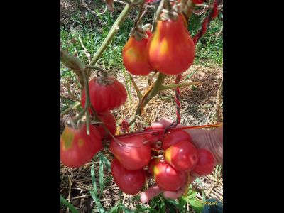 Томат Трюфель густо-малиновый