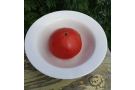 Кот Тимофей, индет