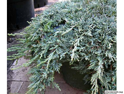 Можжевельник Винтер Блю - Winter Blue