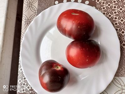 Томат Непредсказуемый блюз (Wild Card Blues) США