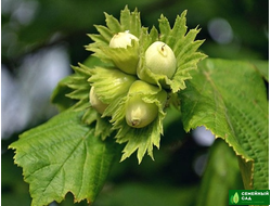Фундук (лещина) "Бийский зеленолистный"