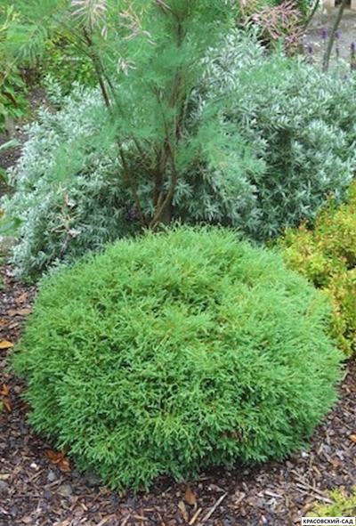 Туя Мр.Боулинг Болл - Mr. Bowling Ball