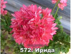 Пеларгония Ирида Морковкин Блюз
