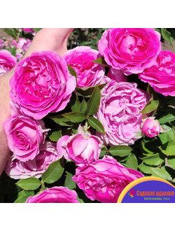 Фройлен Мария (Fraulein Maria)