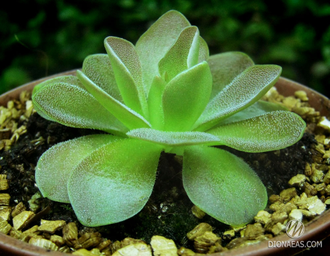 Pinguicula Sethos