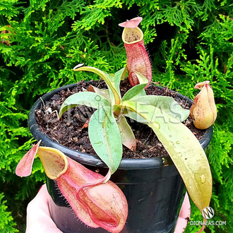 Nepenthes Hybrid - Непентес гибридный