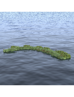 водные Заросли рогоза и камыша 3