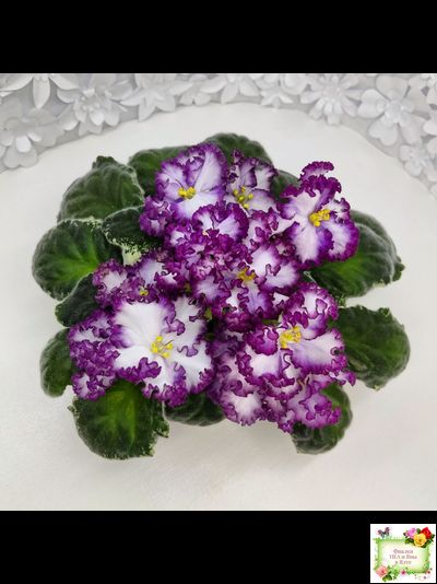 АВ-Навсегда (Фиалковод) 2021 г. (лист посажен 03.11.25)