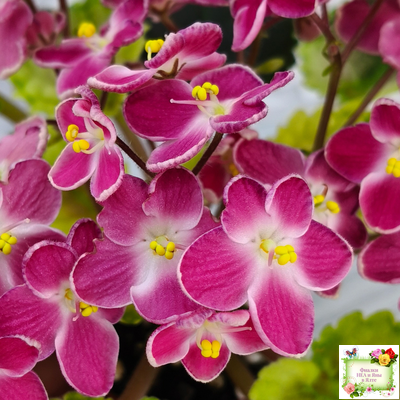 Mac's Scorching Sun (G. McDonald) (лист посажен 29.10.25)