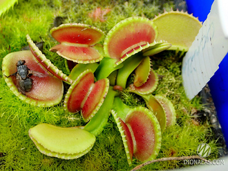 Dionaea muscipula Coquillage