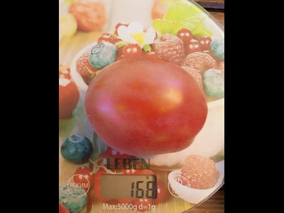 Томат Минусинские лапти опушенные