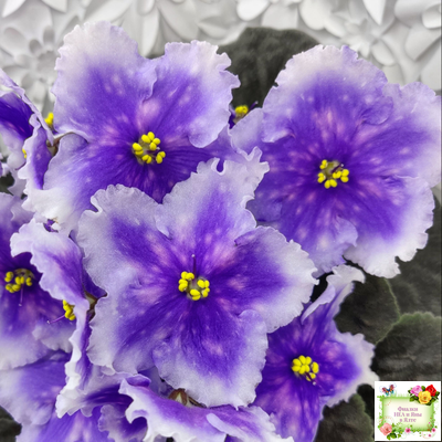 Dn-Огни Бродвея (Д. Денисенко) 2020 г.