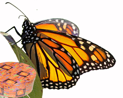 Салют из 7 бабочек яркий микс . от 7 до 16 см.