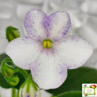 Белый Клоун (Е. и Я. Немчиновы) 2025 г. трейлер (пасынок укоренённый)