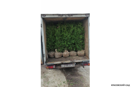 Брабант в машине