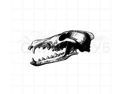 штамп винтажный скелет череп медведя