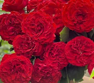 Самарканда ( Samarkanda) Meillan