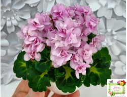 Goldilocks (L.Ray) (Голдилокс) (гёрл-лист с кроновой пестролистностью)