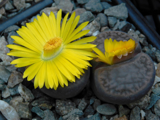 Lithops hookeri v.subfenestrata (syn.brunneoviolacea) C019 - 10 семян