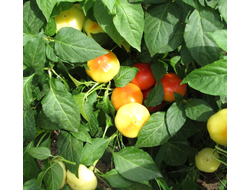 Перец острый Алма паприка (Яблочный перец, Alma Paprika)