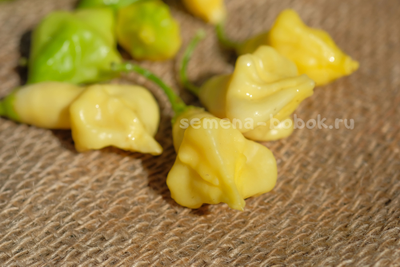 Перец острый Dulce Luna (Дольче Луна), 10 шт