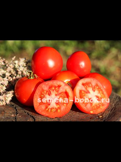 Томат Санька, 10-12 шт