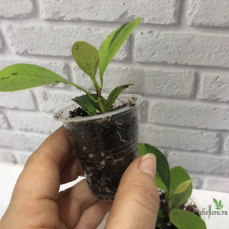 Ficus Diversifolia var.  Watermelon / фикус дельтовидный Арбуз