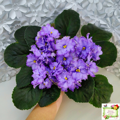 Blue Dragon (LLG/P.Sorano) (9516) 12/17/2005