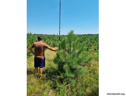 Сосна крымская черная Pínus Pallasiana - фото измерения - красовский-сад.рф