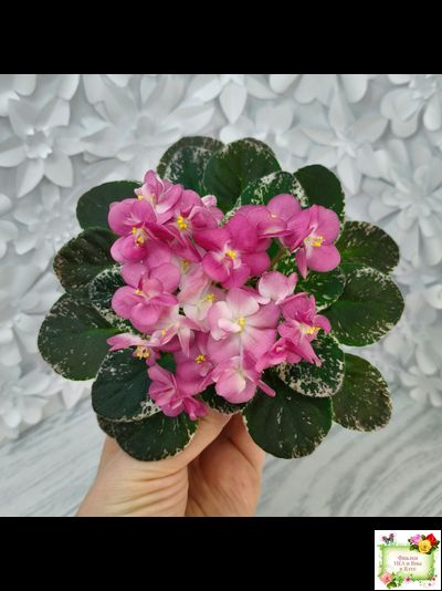 ML-Мама Ирочка (Miniviolets Lux) 2023 г.