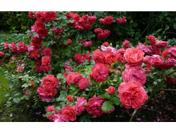 Ютерсен Розенкенигин (Uetersens Rosenkonigin), W. Kordes &amp; Sons