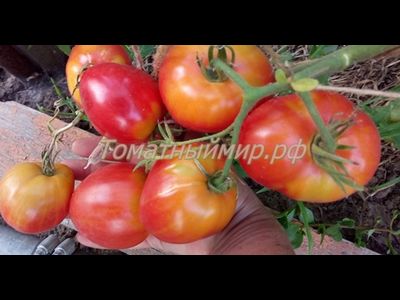 Бычье сердце раннеспелое от Умриловой